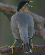 Brahminy Starling