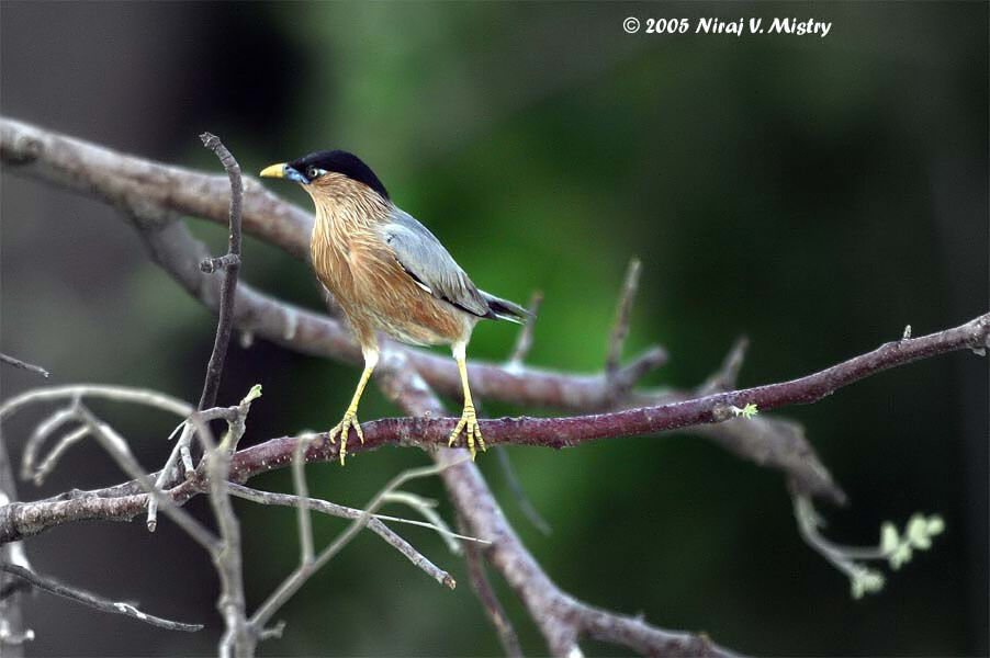 Brahminy Starling