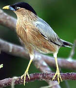 Brahminy Starling