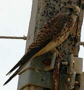 Common Kestrel