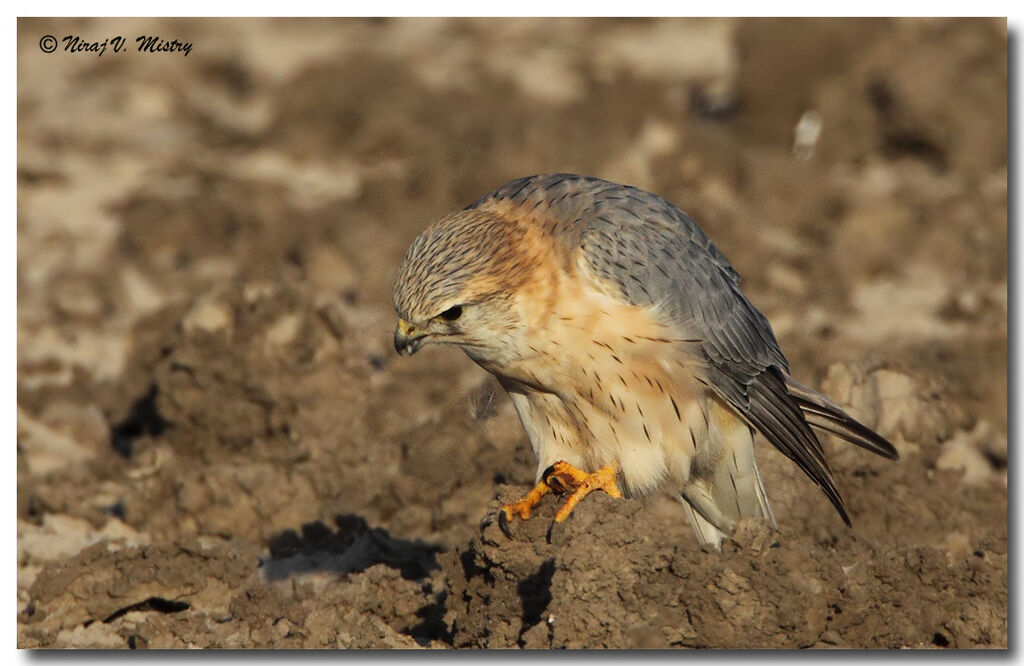 Merlin male adult post breeding