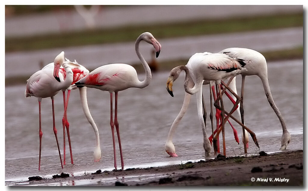 Flamant rose