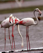 Greater Flamingo