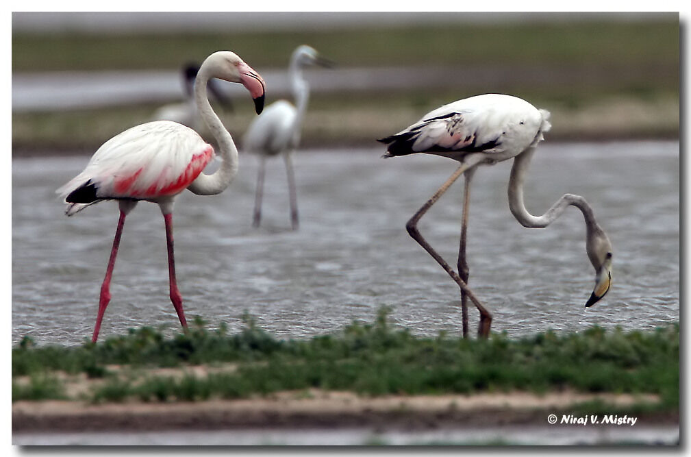 Greater Flamingo