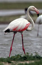 Flamant rose