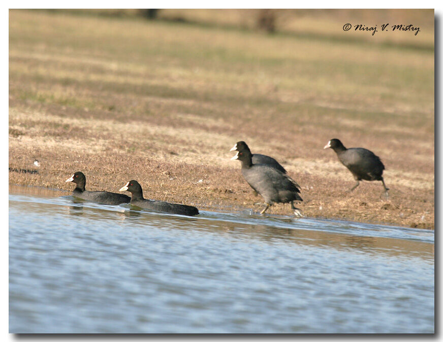 Eurasian Coot