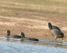 Eurasian Coot