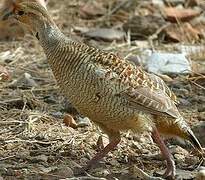 Francolin gris