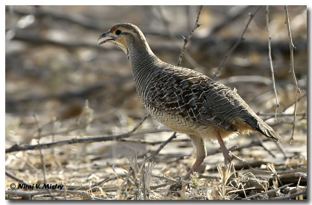 Grey Francolin