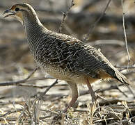 Grey Francolin