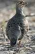 Francolin gris