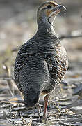 Grey Francolin