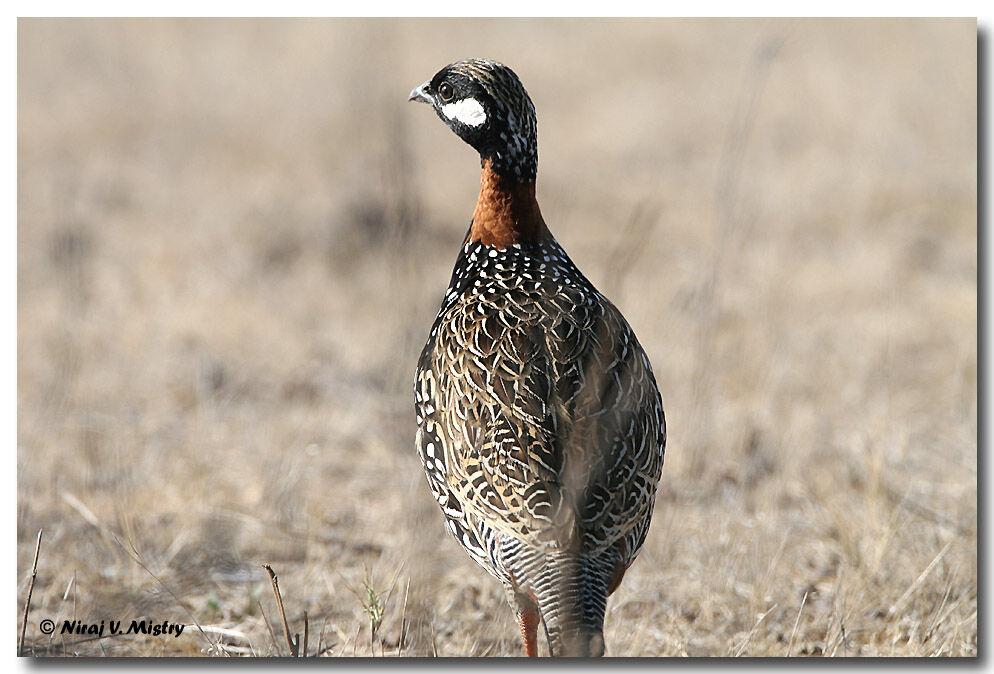 Black Francolin