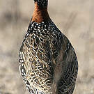 Francolin noir