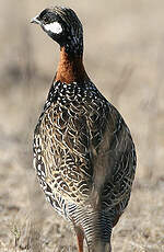 Francolin noir