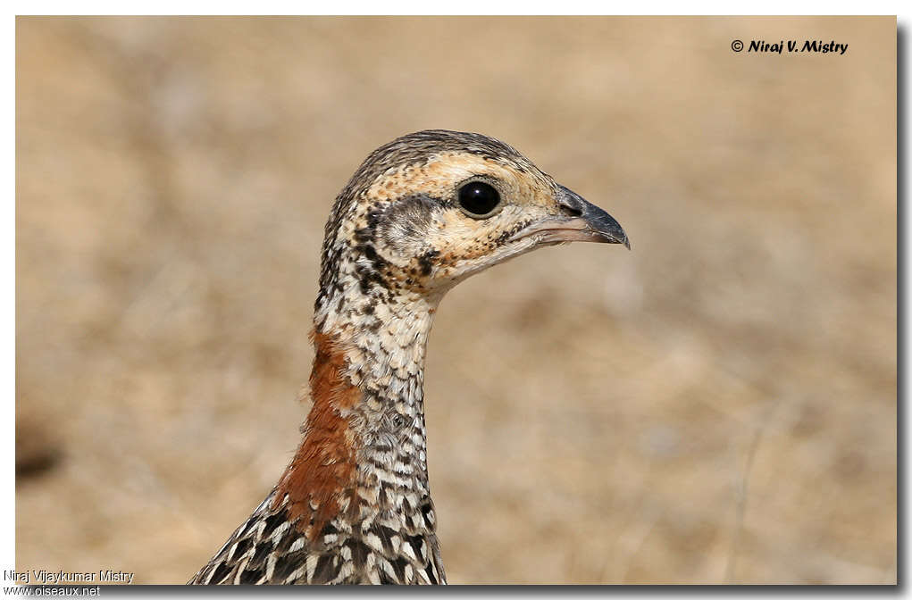 Francolin noir femelle adulte, portrait