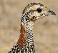 Black Francolin