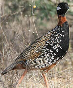 Black Francolin