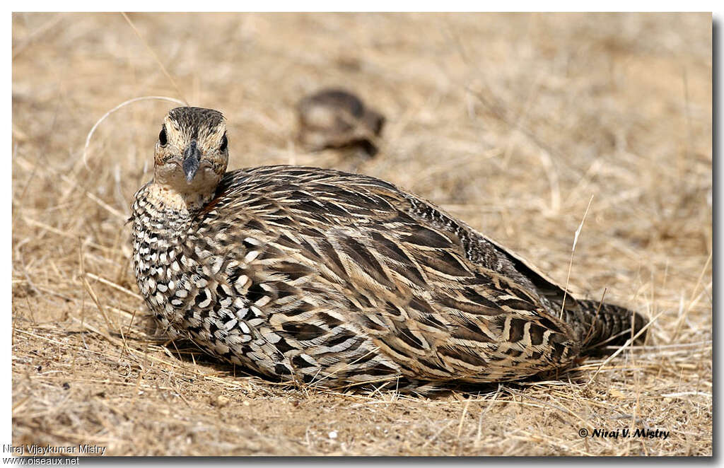 Francolin noir femelle adulte