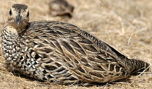 Black Francolin