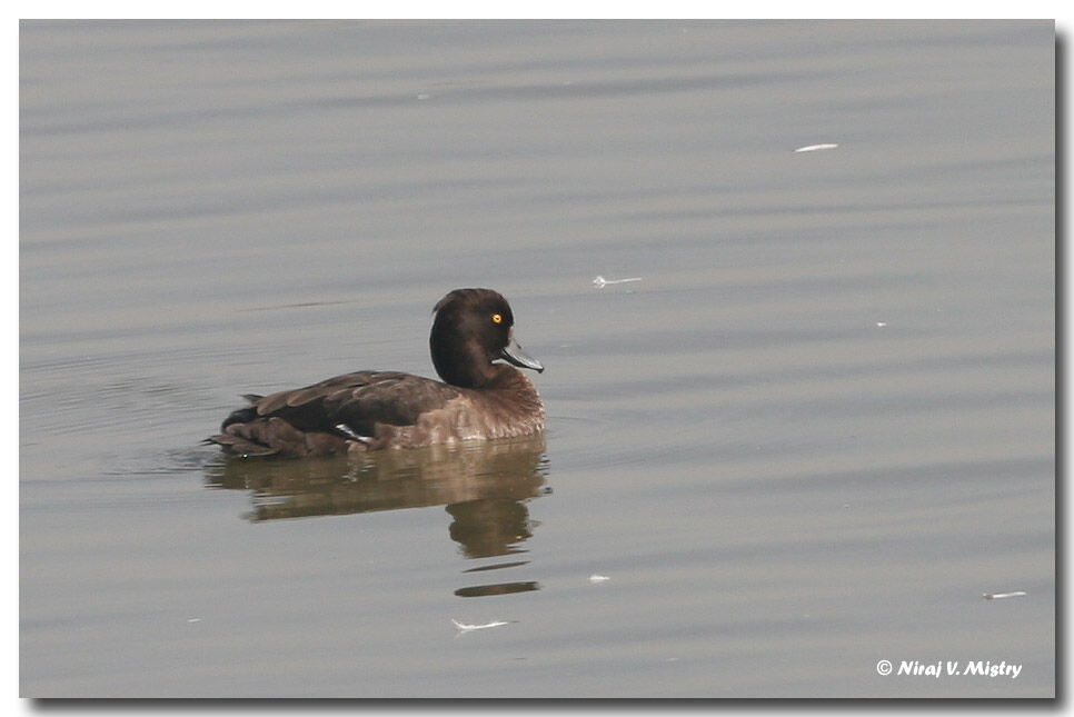 Tufted Duck female adult breeding, identification