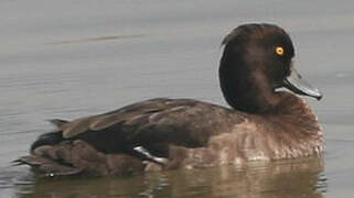 Tufted Duck