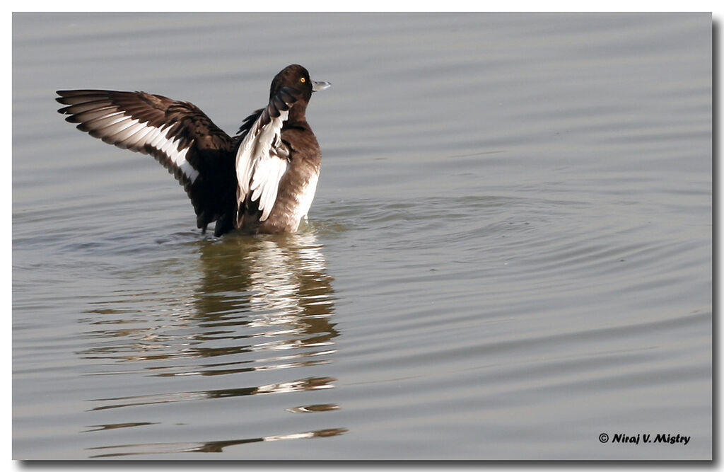 Tufted Duck female