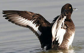 Tufted Duck