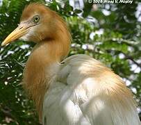 Eastern Cattle Egret