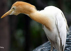 Eastern Cattle Egret