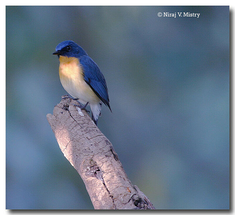 Tickell's Blue Flycatcher