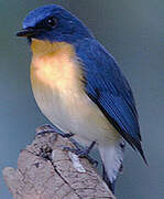 Tickell's Blue Flycatcher