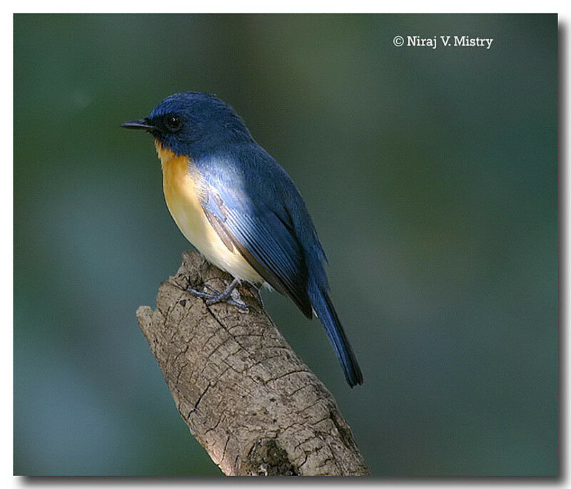 Tickell's Blue Flycatcher