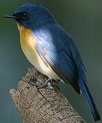 Tickell's Blue Flycatcher