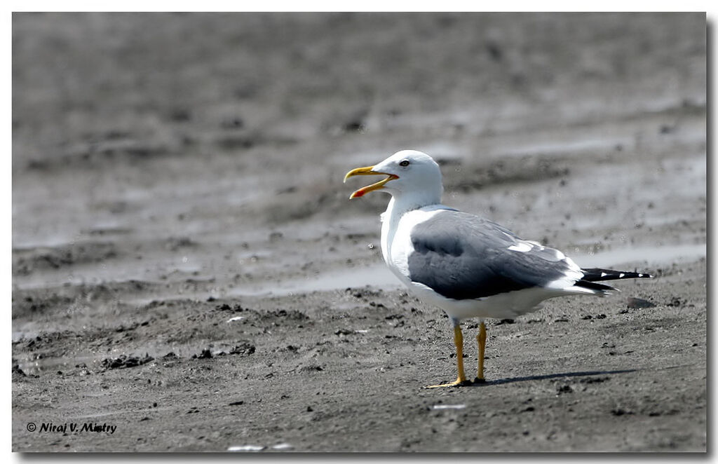 Lesser Black-backed Gull (heuglini)