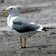 Lesser Black-backed Gull (heuglini)