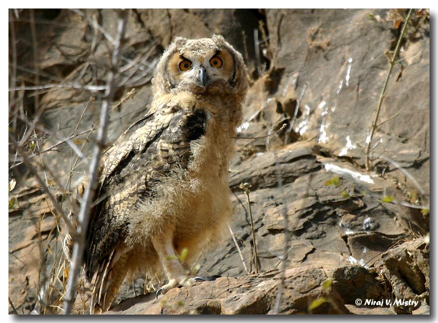 Eurasian Eagle-Owljuvenile