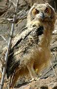 Eurasian Eagle-Owl