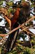 Grand Coucal