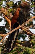 Greater Coucal