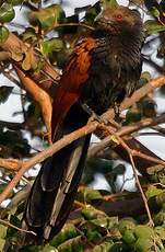 Grand Coucal