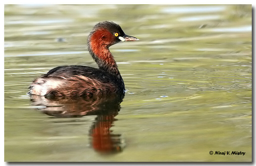 Little Grebe