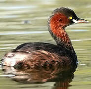 Little Grebe