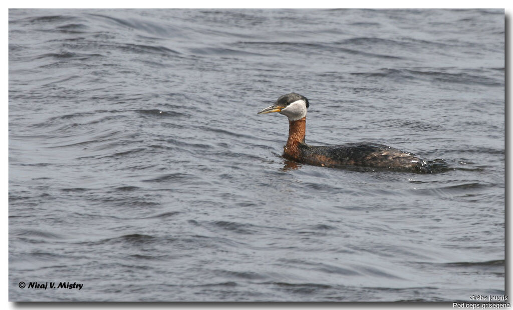 Red-necked Grebe