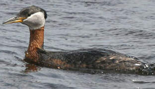 Red-necked Grebe