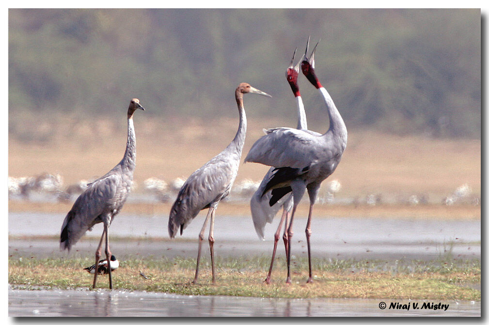 Sarus Crane