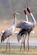 Sarus Crane