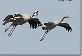 Common Crane