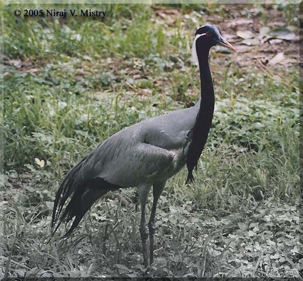 Demoiselle Crane