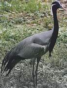 Demoiselle Crane